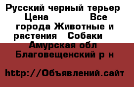 Русский черный терьер › Цена ­ 35 000 - Все города Животные и растения » Собаки   . Амурская обл.,Благовещенский р-н